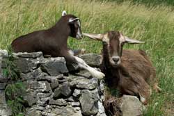 Goats, Heidiland, Maienfeld, Switzerland